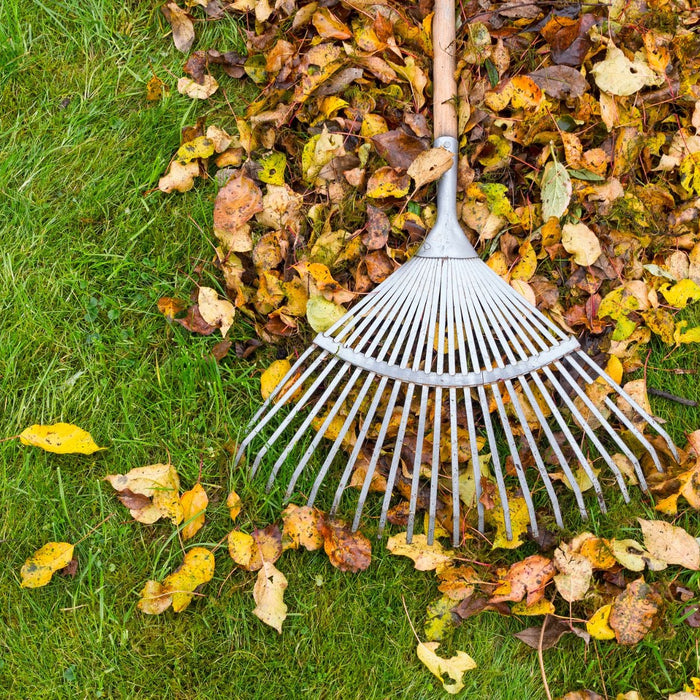 A metal rake gathers a pile of yellow and brown autumn leaves on green grass. Scattered leaves surround the pile, showing a seasonal yard cleanup in progress.